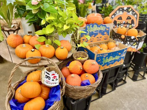 ビックフラワー